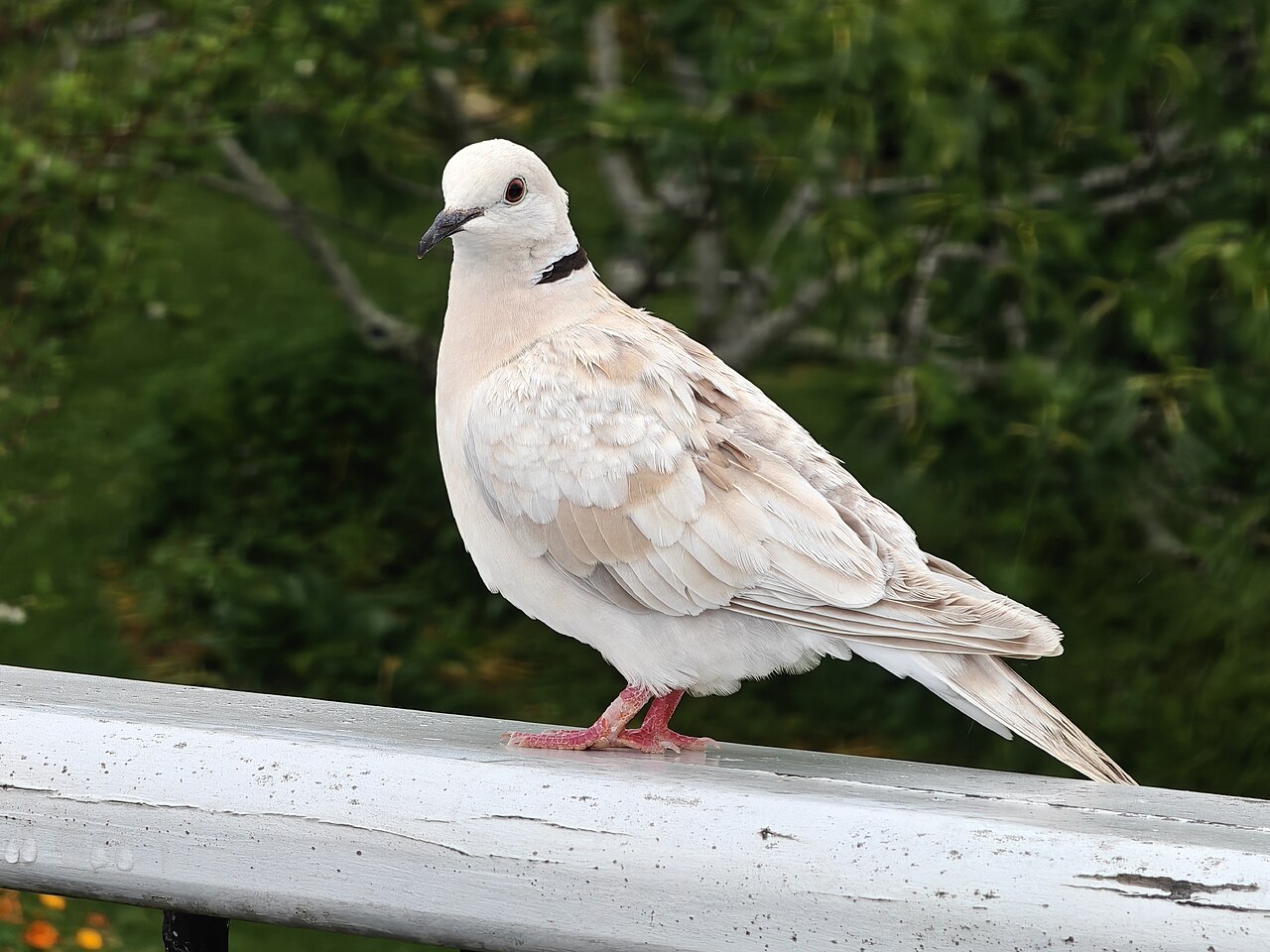Collared Dove