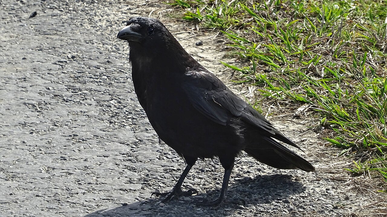Comical Crows