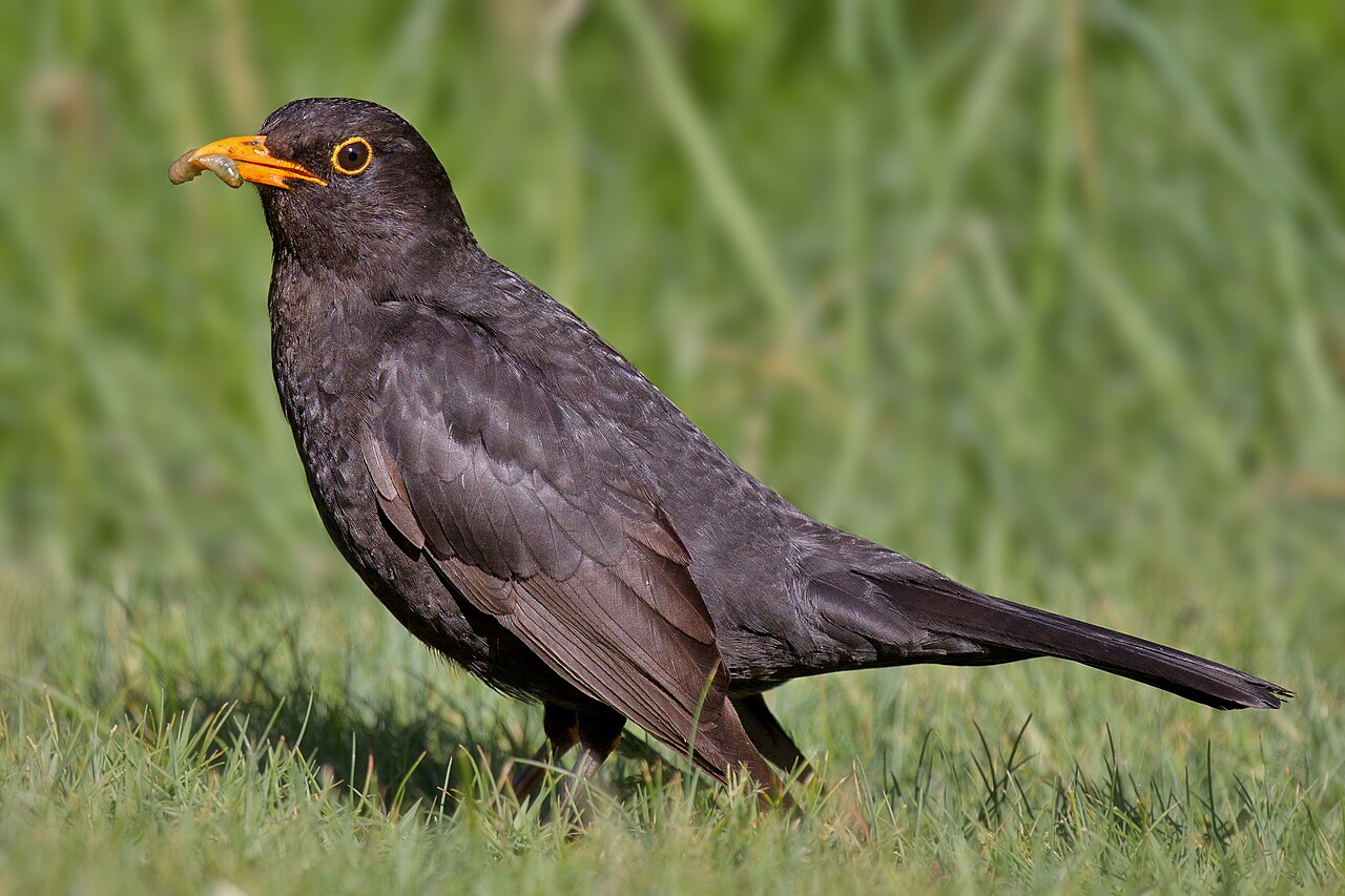 Top 15 Types Of Small Birds In Ireland (With Pictures) 5 Common Blackbird