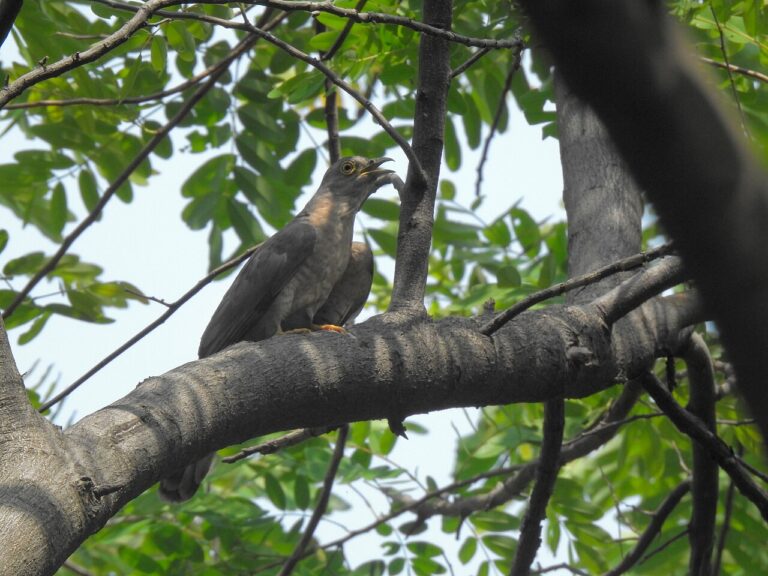 Common Cuckoo