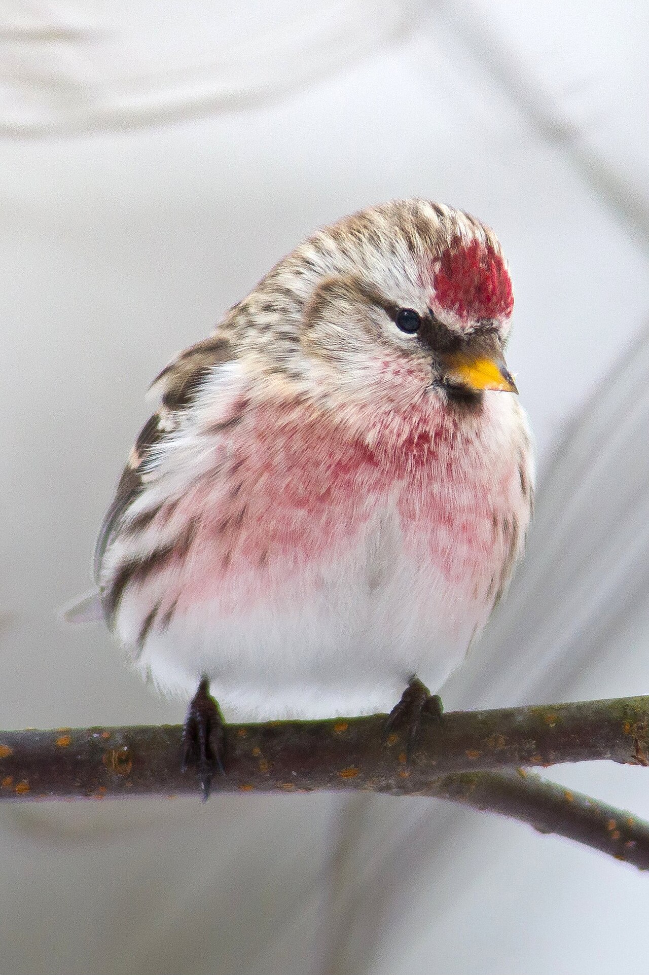 Top 15 Types Of Red Birds In Missouri (With Pictures) 3 Common Redpoll
