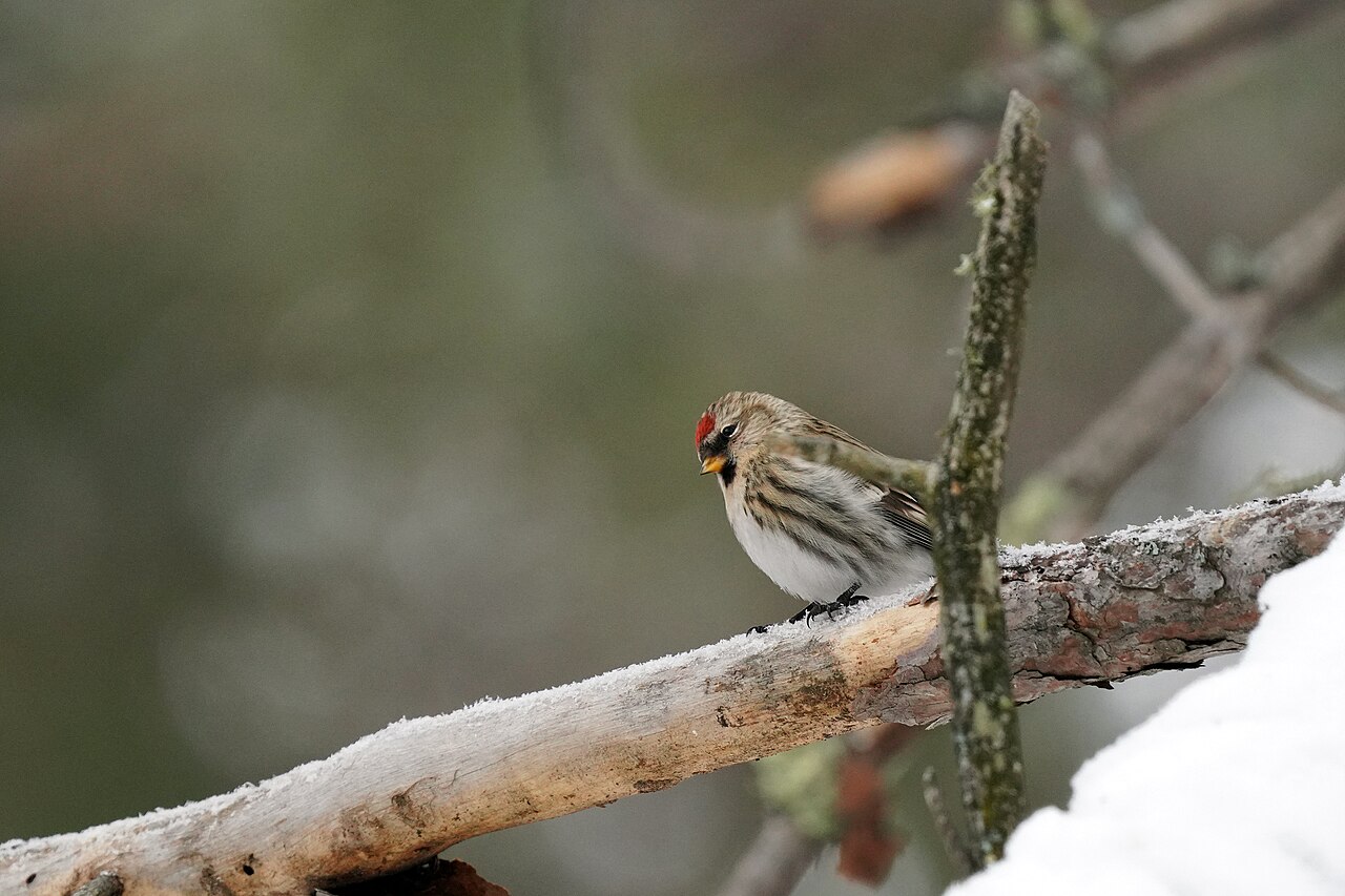 Common Redpoll