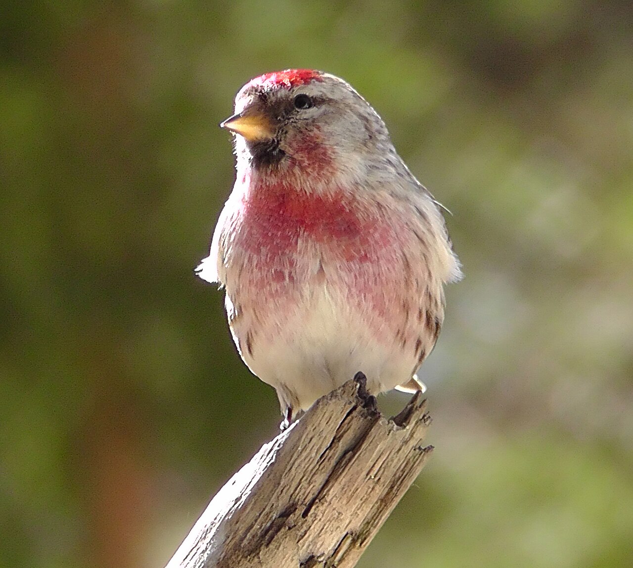 Common Redpoll