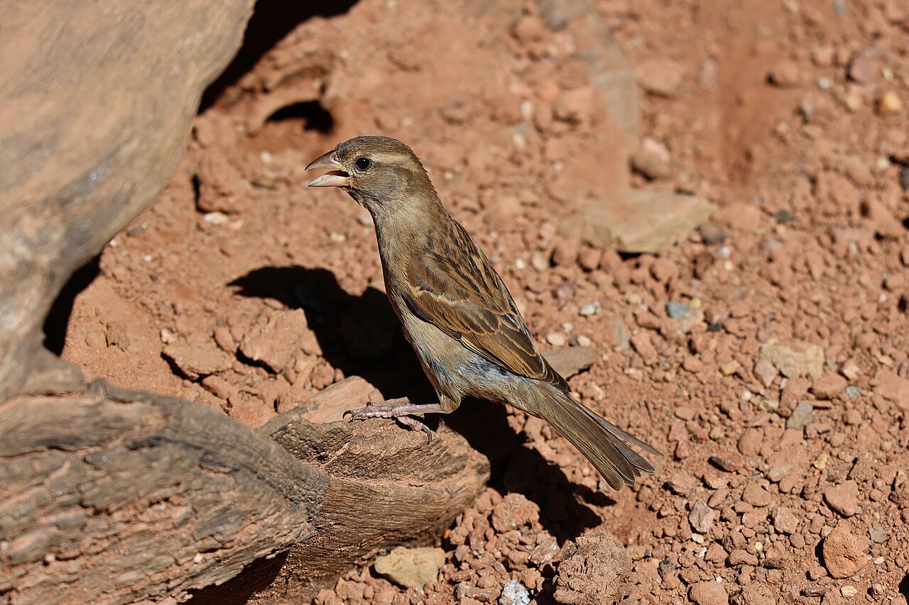 Common Sparrow