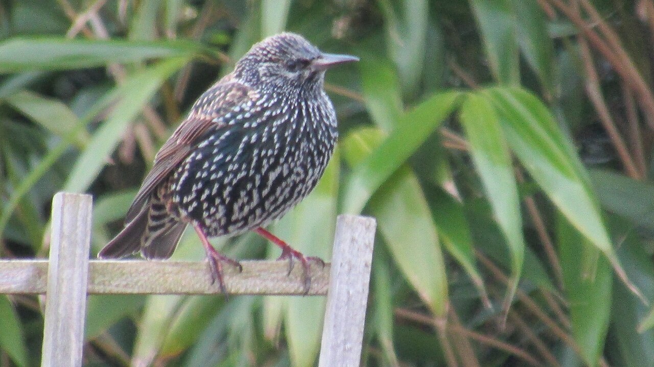 Common Starling (Sturnus vulgaris)