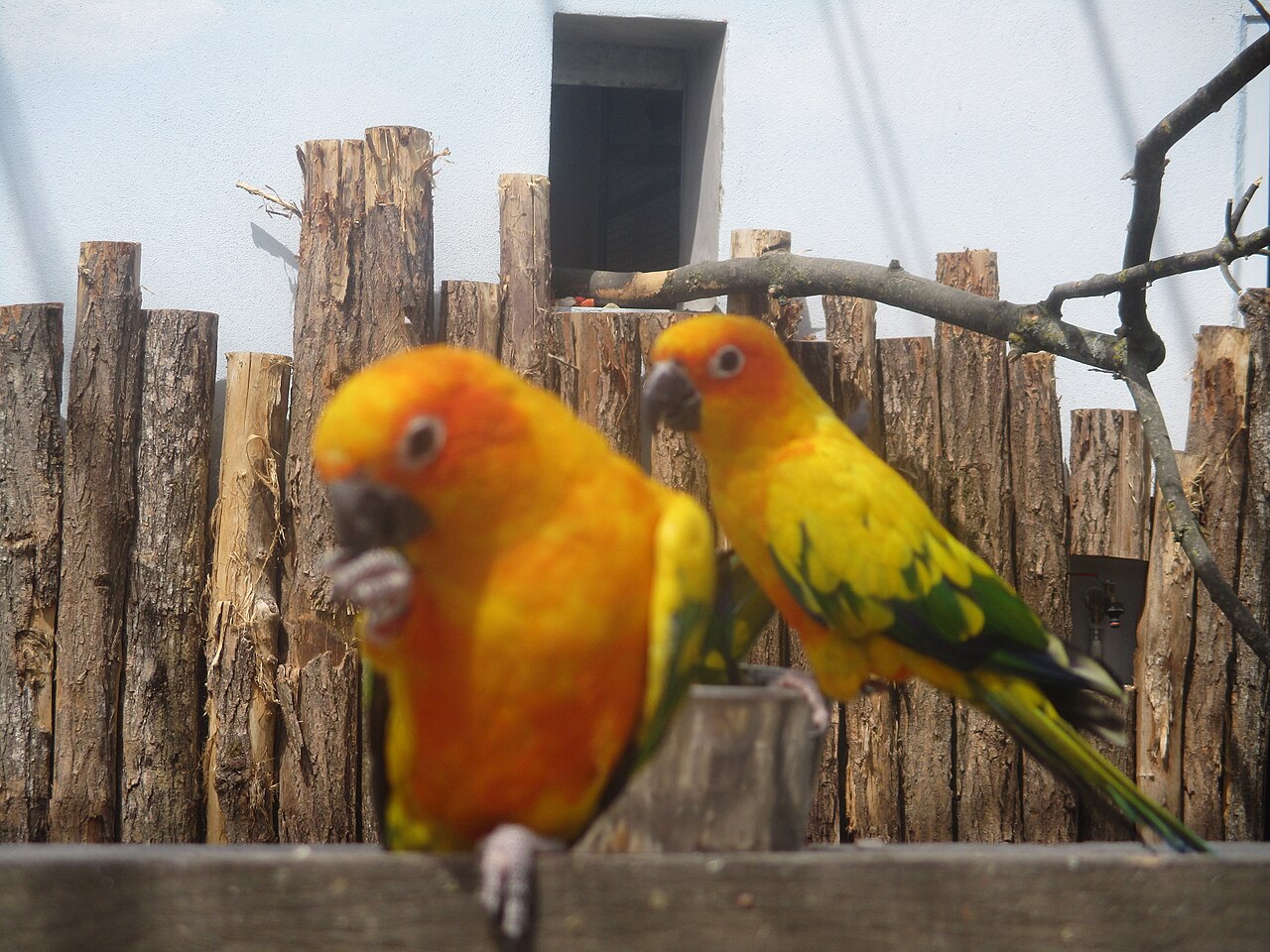 Conures