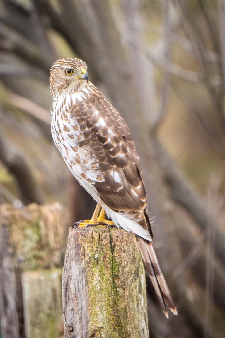 Cooper's Hawk