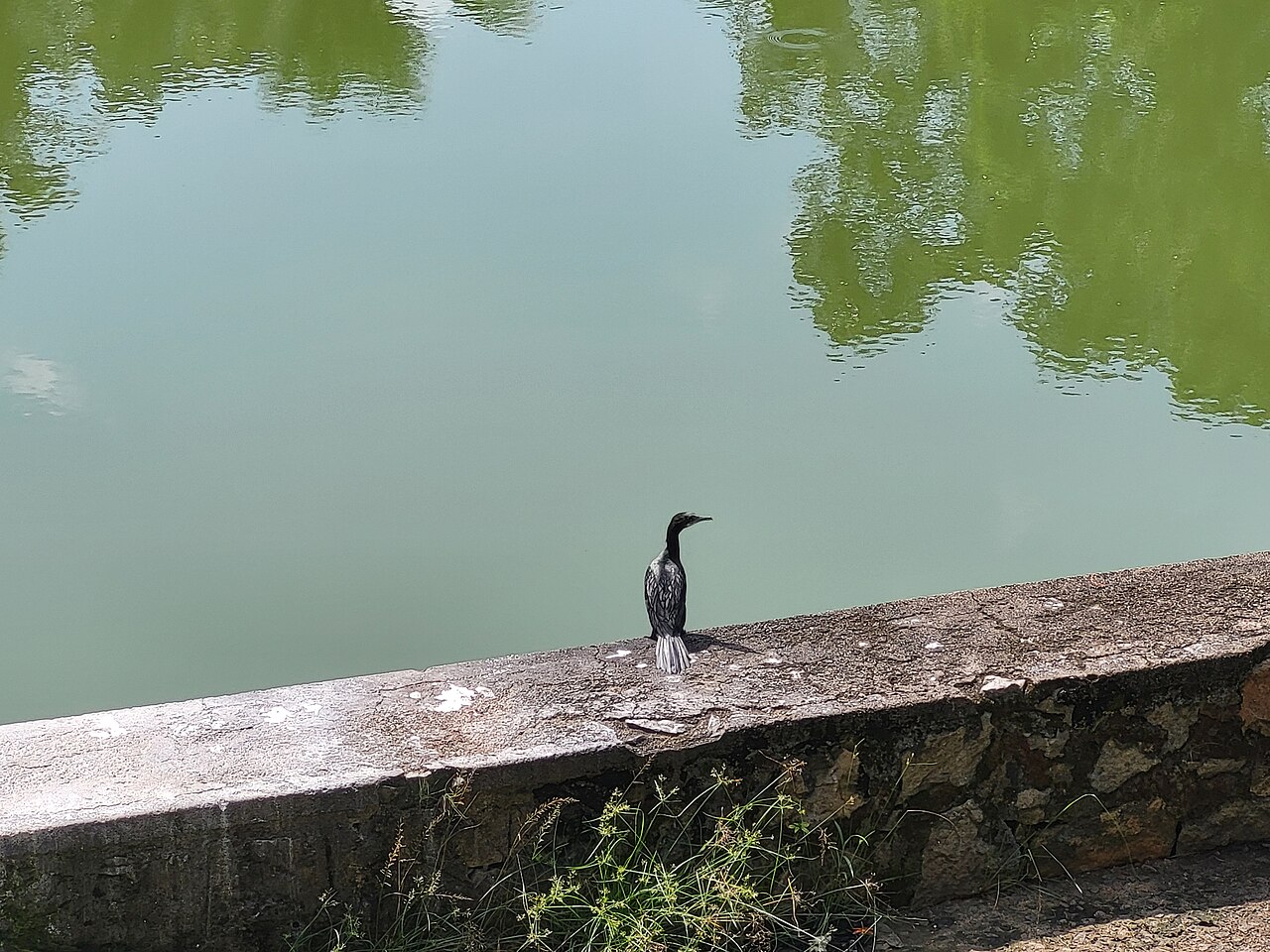 Top 15 Types Of Birds That Flock Together (With Pictures) 13 Cormorants