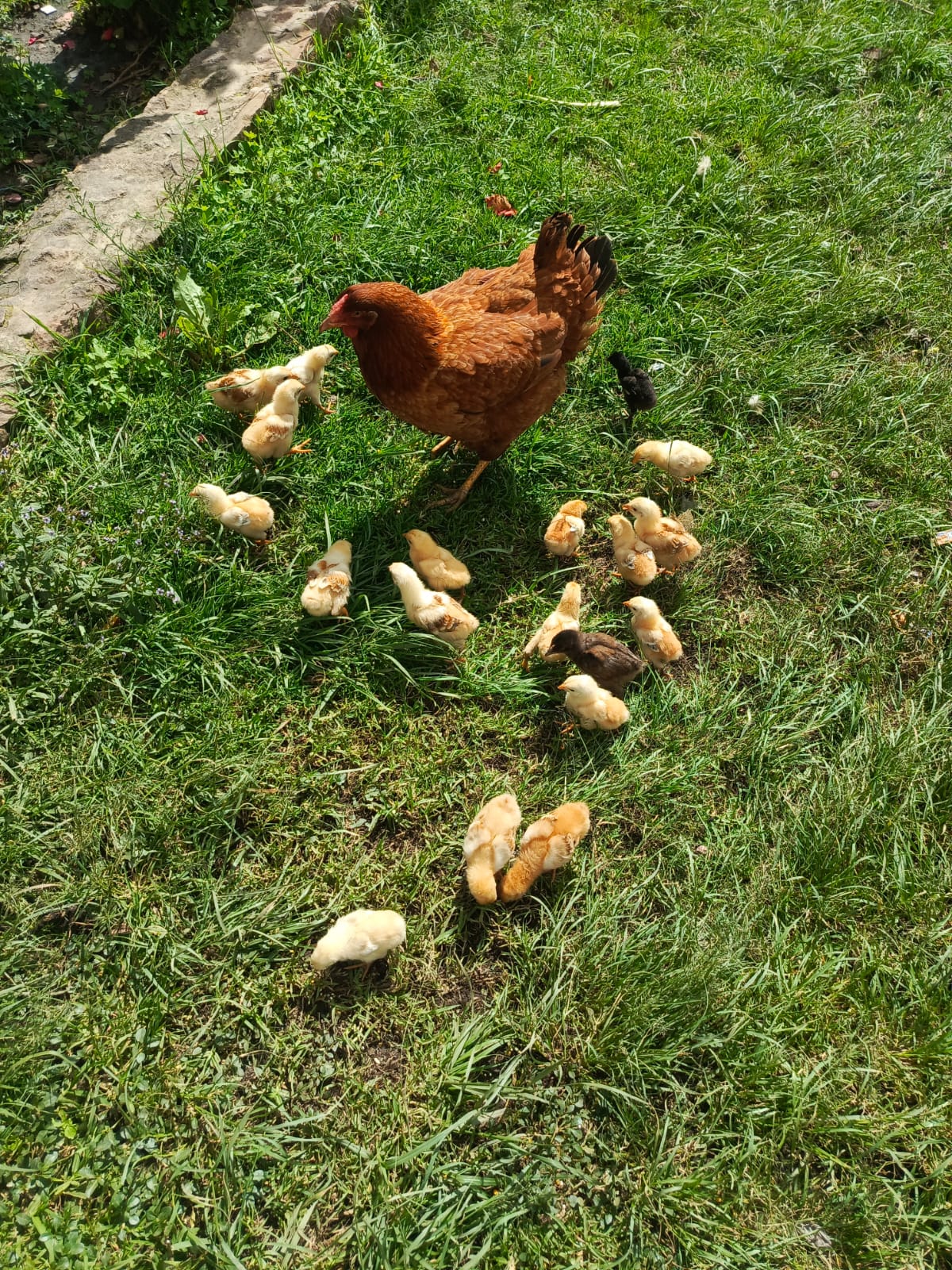 Top 15 Types Of Edible Birds (With Pictures) 11 Cornish Hen