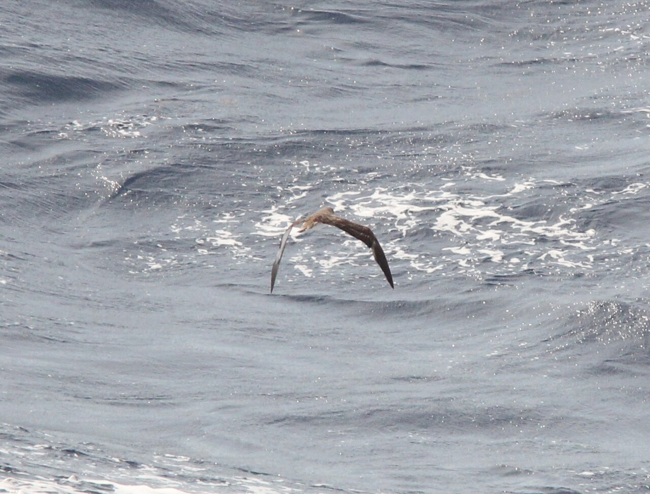 Top 15 Types Of Sea Birds In Delaware (With Pictures) 3 Cory's Shearwater