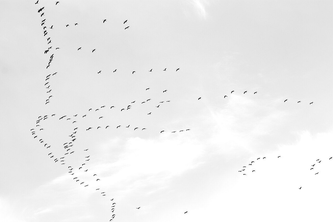 Top 15 Types Of Birds That Flock Together (With Pictures) 15 Cranes