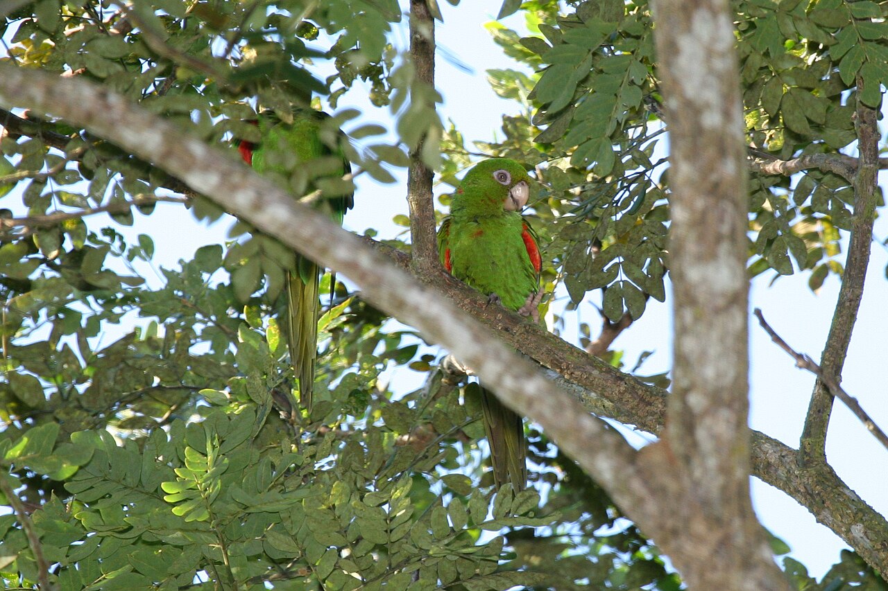 Top 15 Types Of Parakeet Birds (With Pictures) 12 Cuban Parakeet