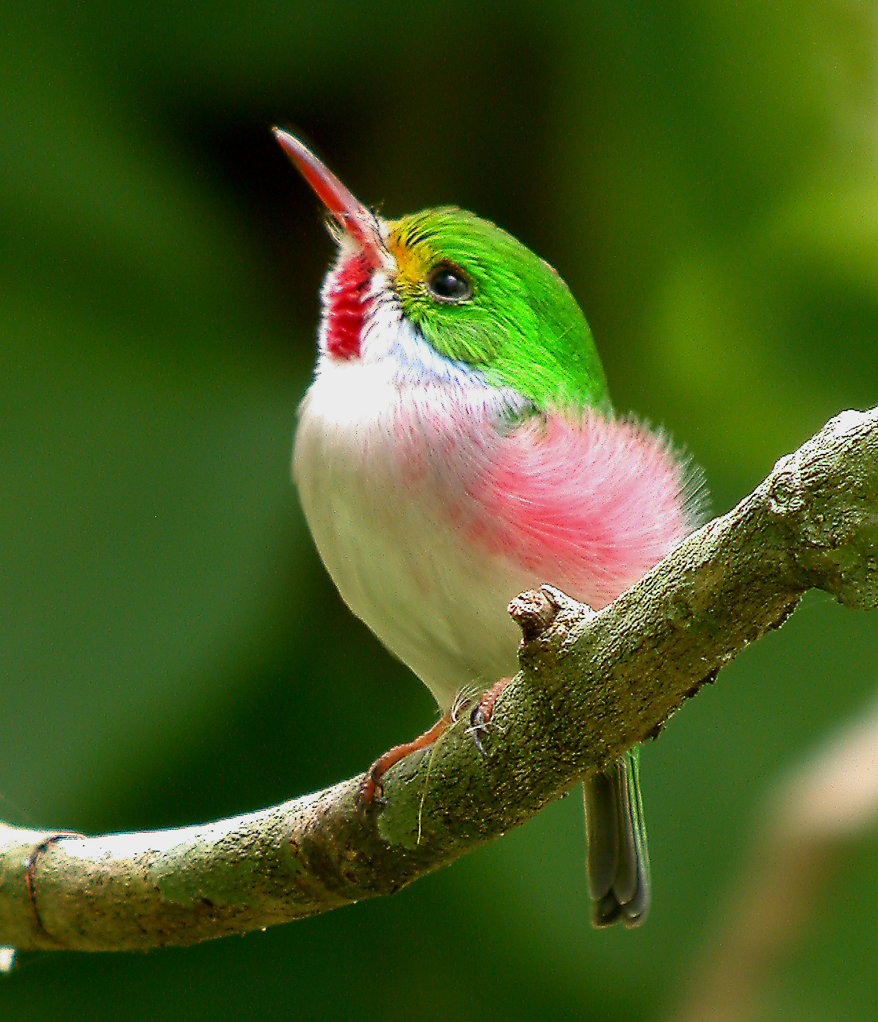 Cuban Tody