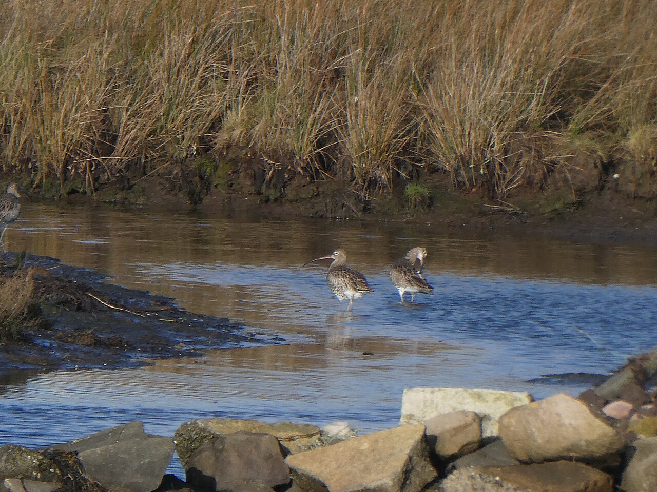 Top 15 Types Of Ground Nesting Birds (With Pictures) 10 Curlews