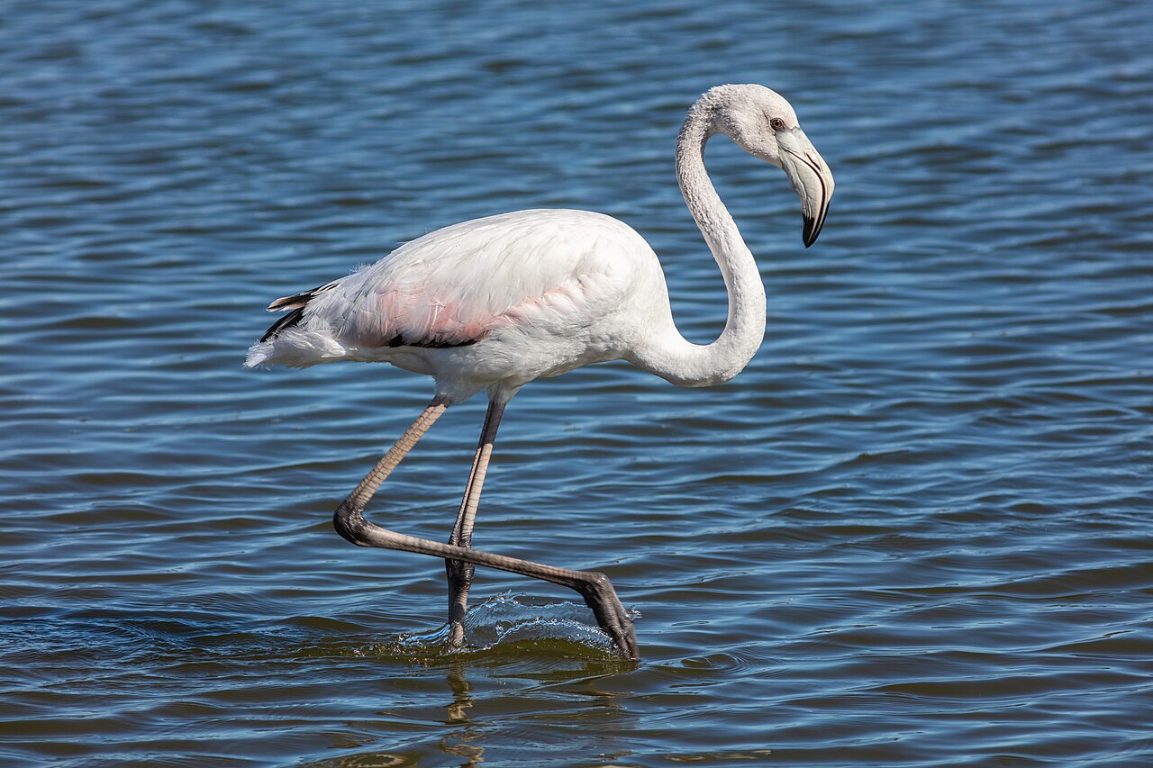 Dancing Flamingo Antics