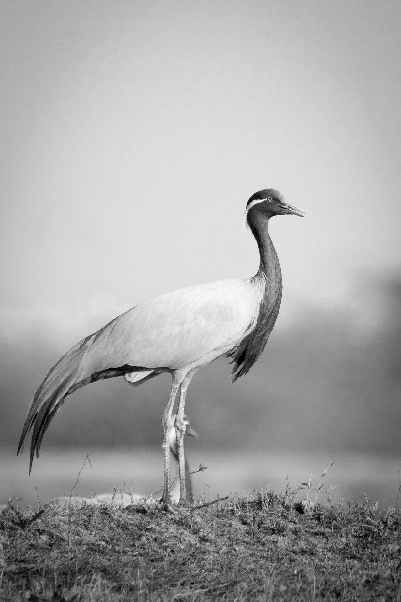 Demoiselle Crane