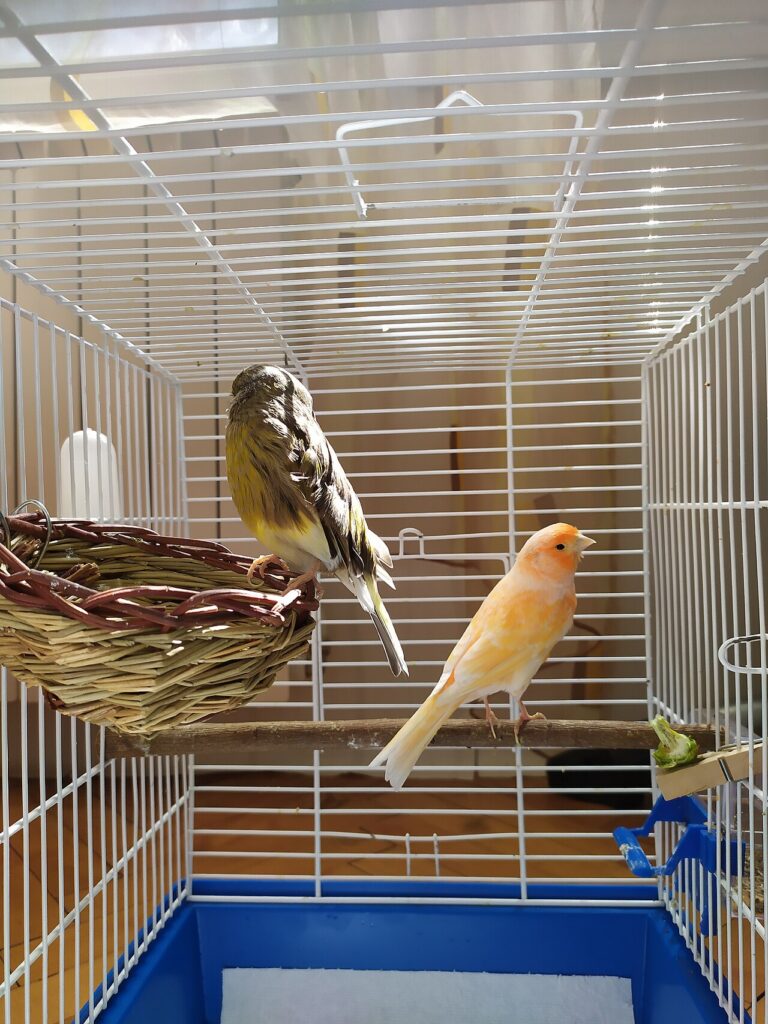 Domestic Canary
