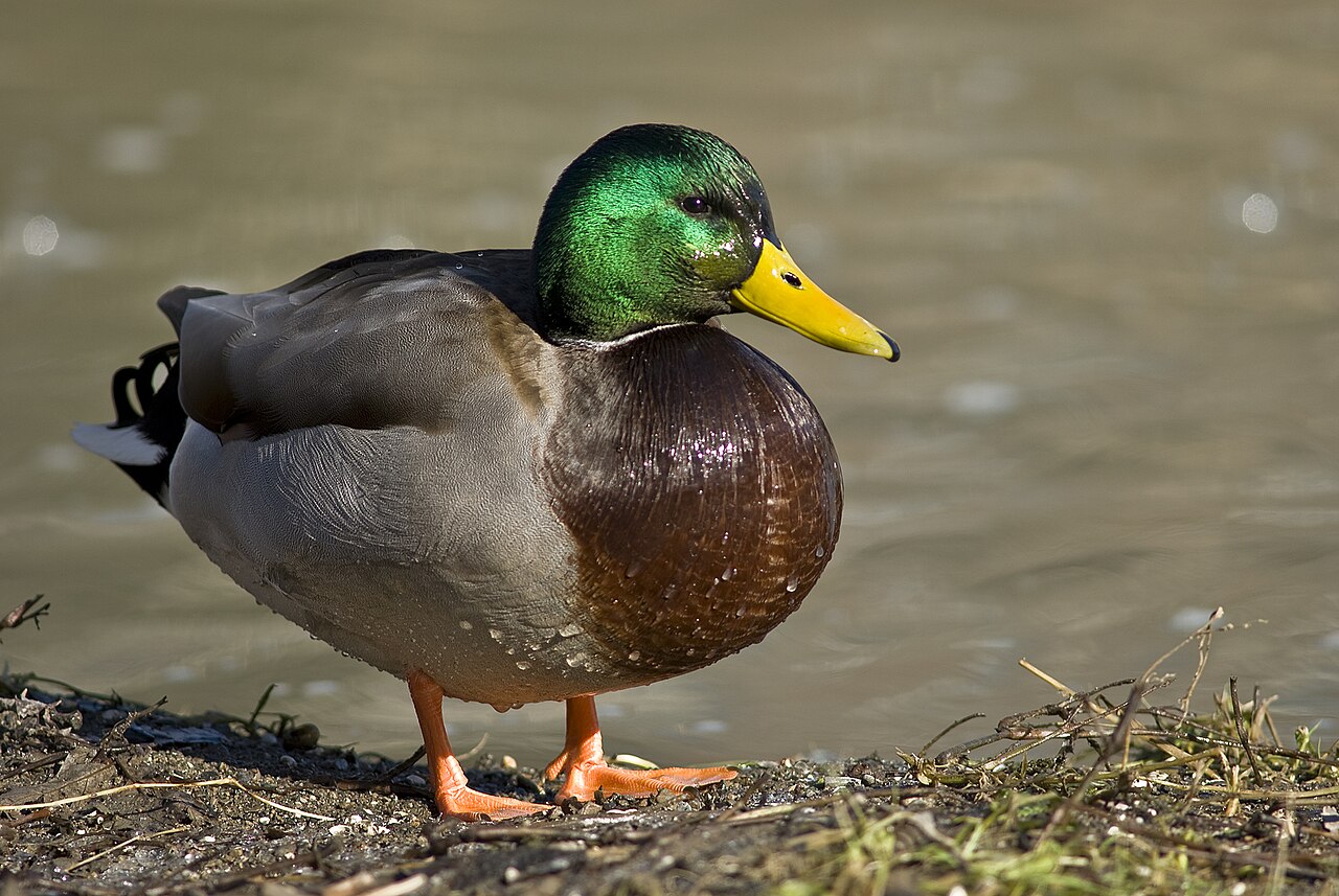 Top 15 Types Of Edible Birds (With Pictures) 2 Duck