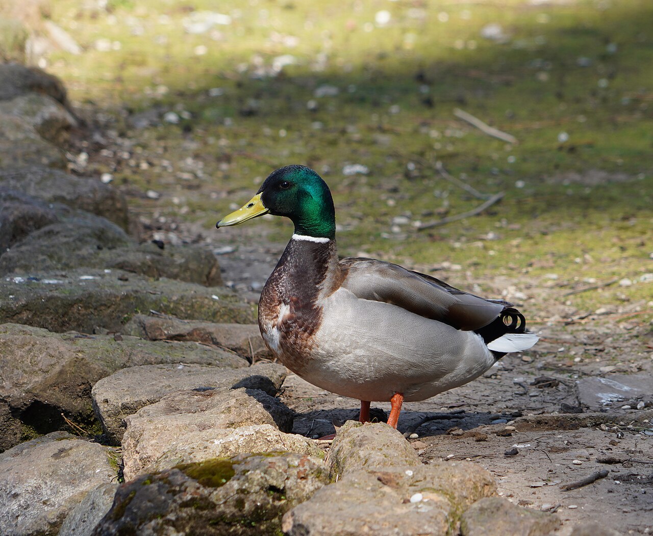 Duck's Double Take