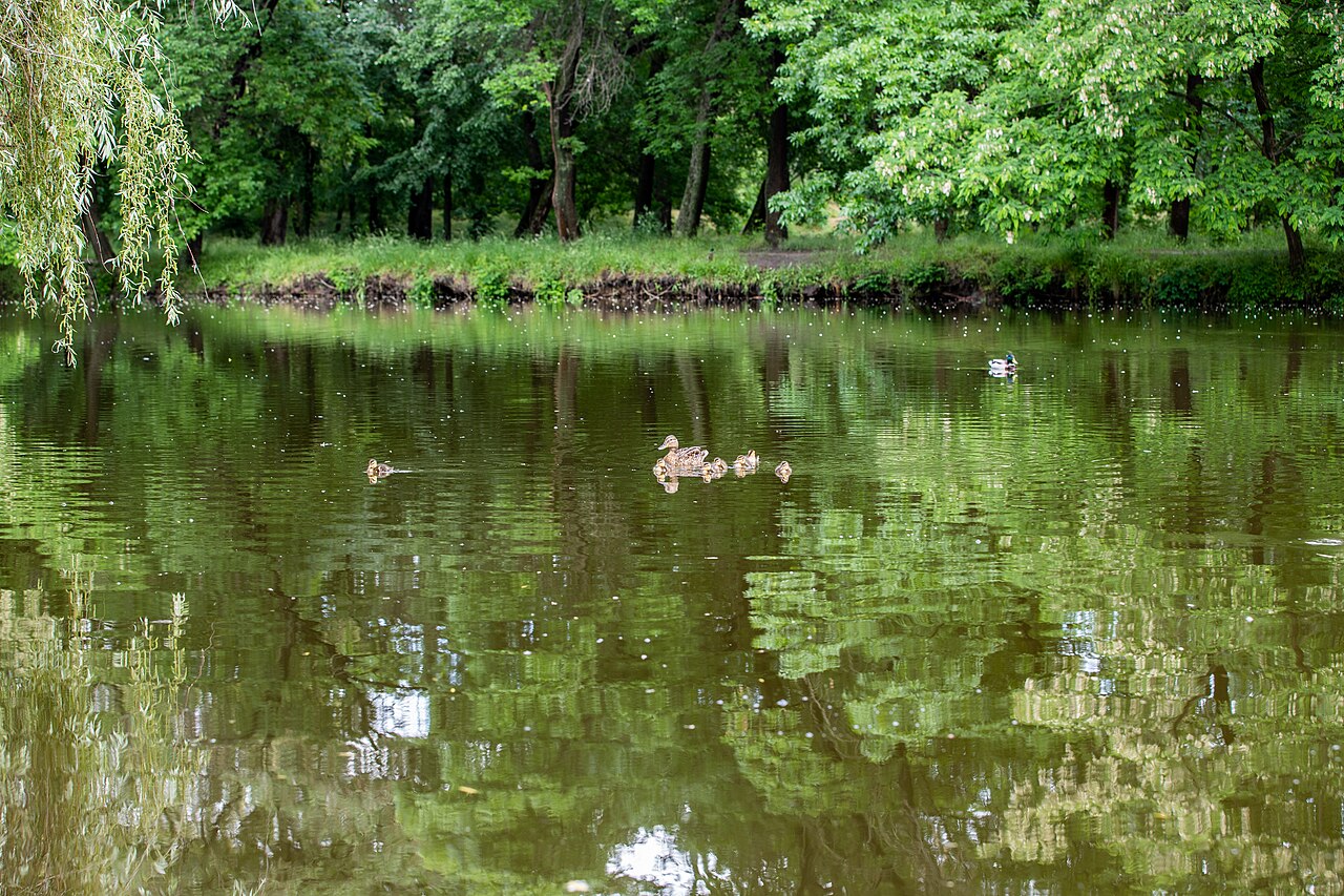 Ducks