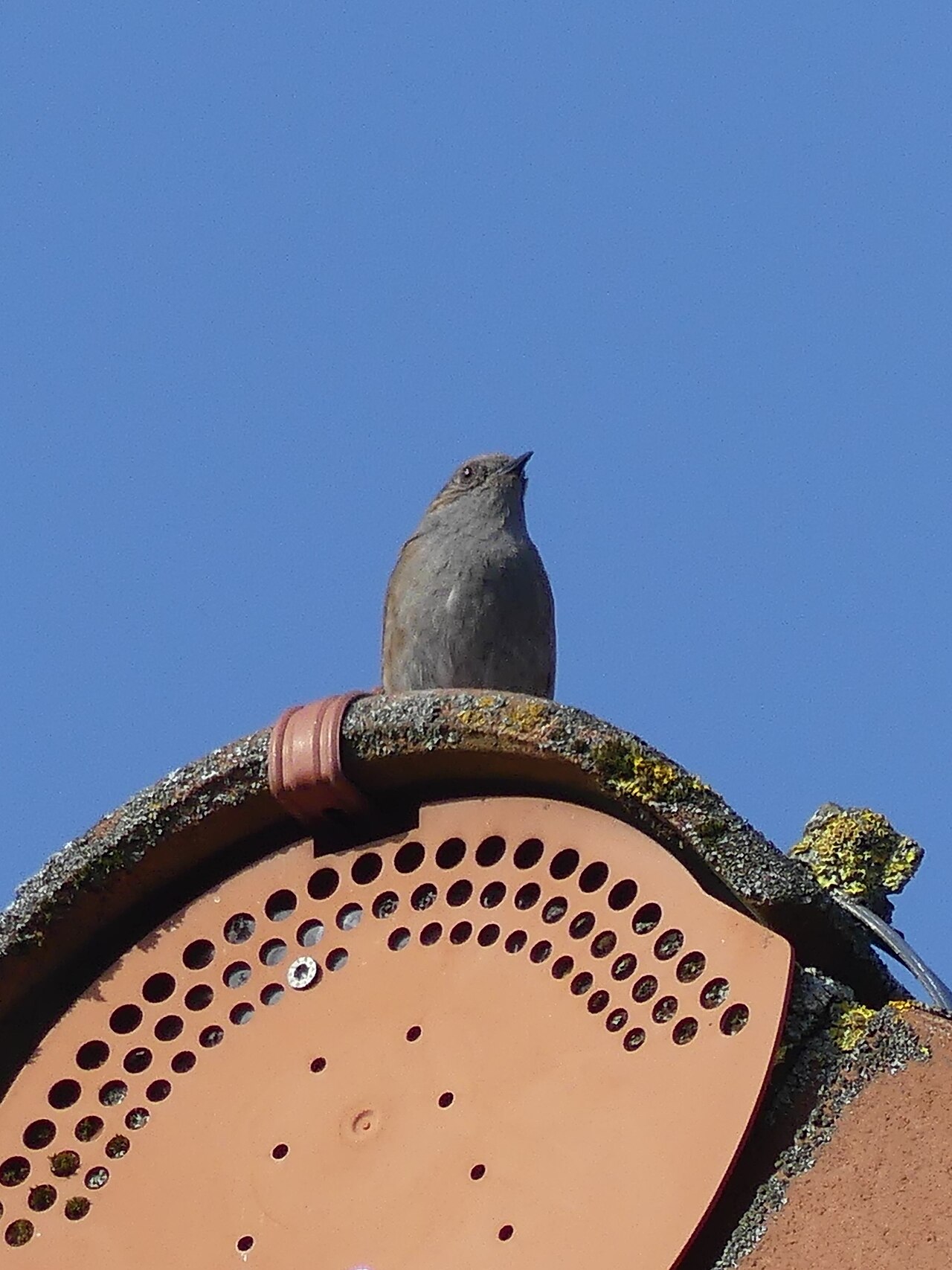 Top 15 Types Of Small Birds In Ireland (With Pictures) 13 Dunnock