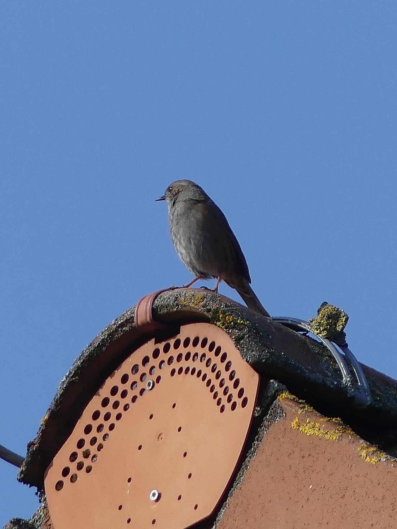 Dunnock