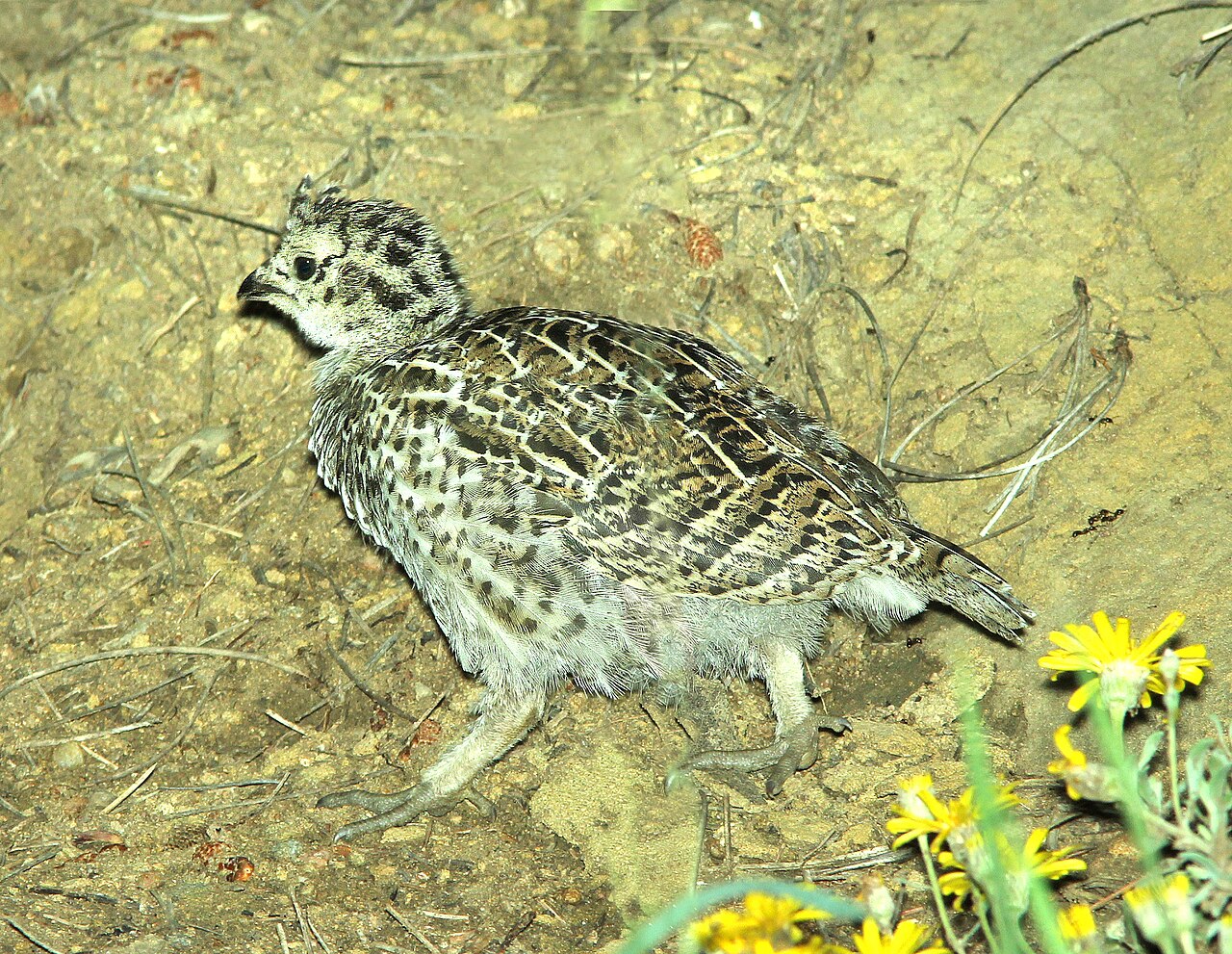 Dusky Grouse