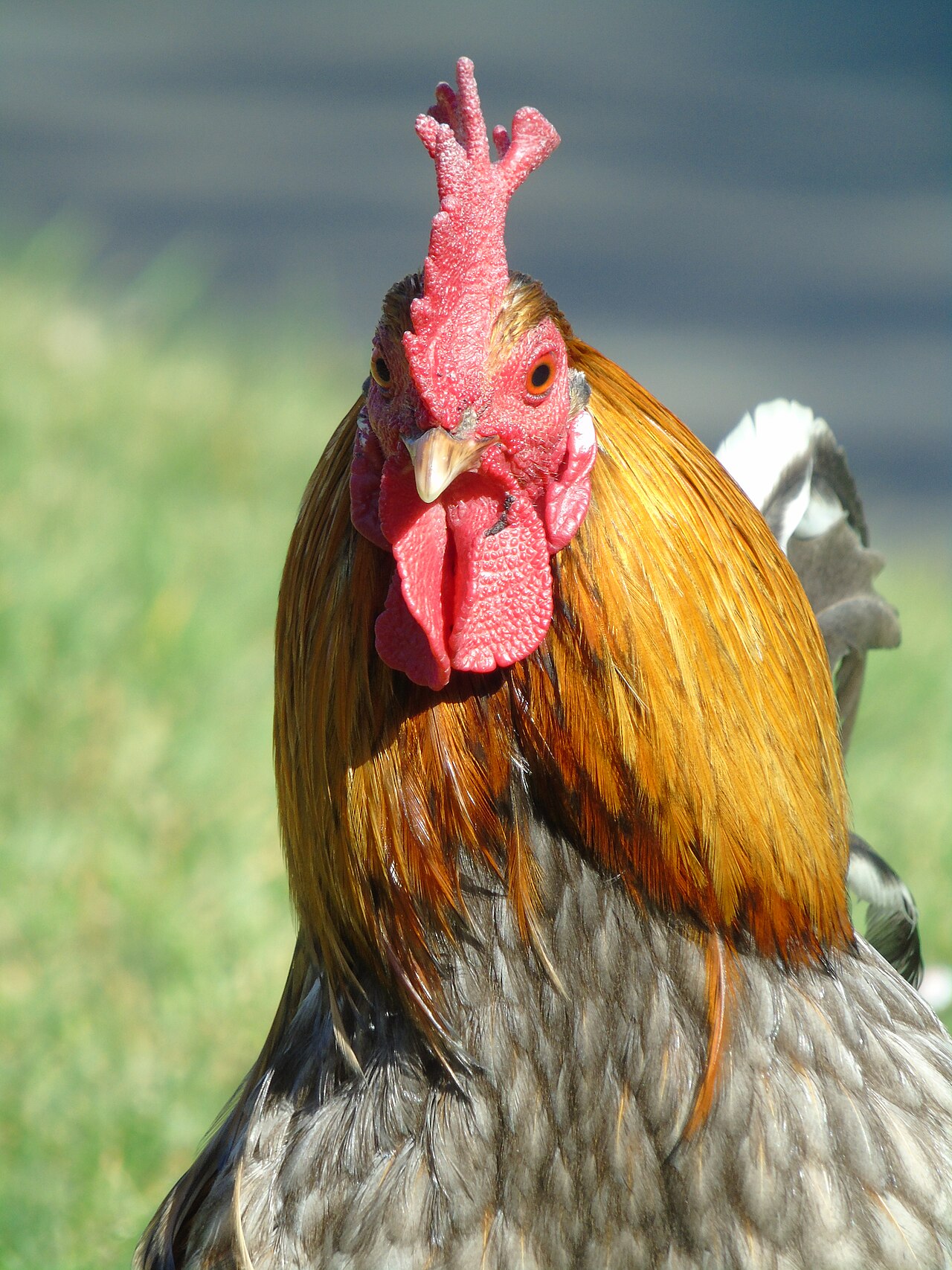 Egg-laying Chickens
