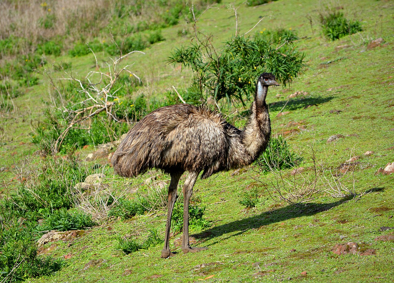 Emu's Expressive Eyes