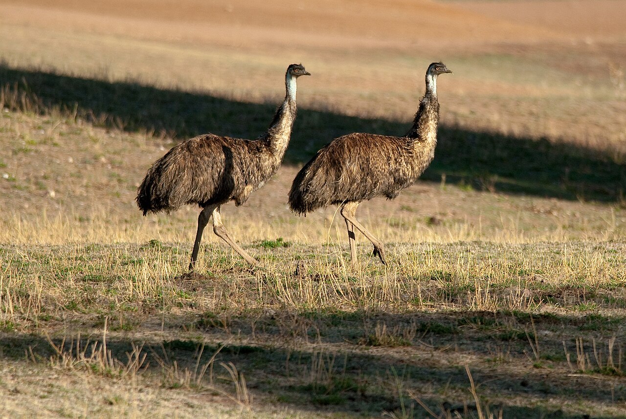 Emus