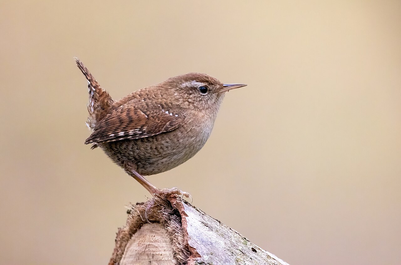 Eurasian Wren (Troglodytes troglodytes)