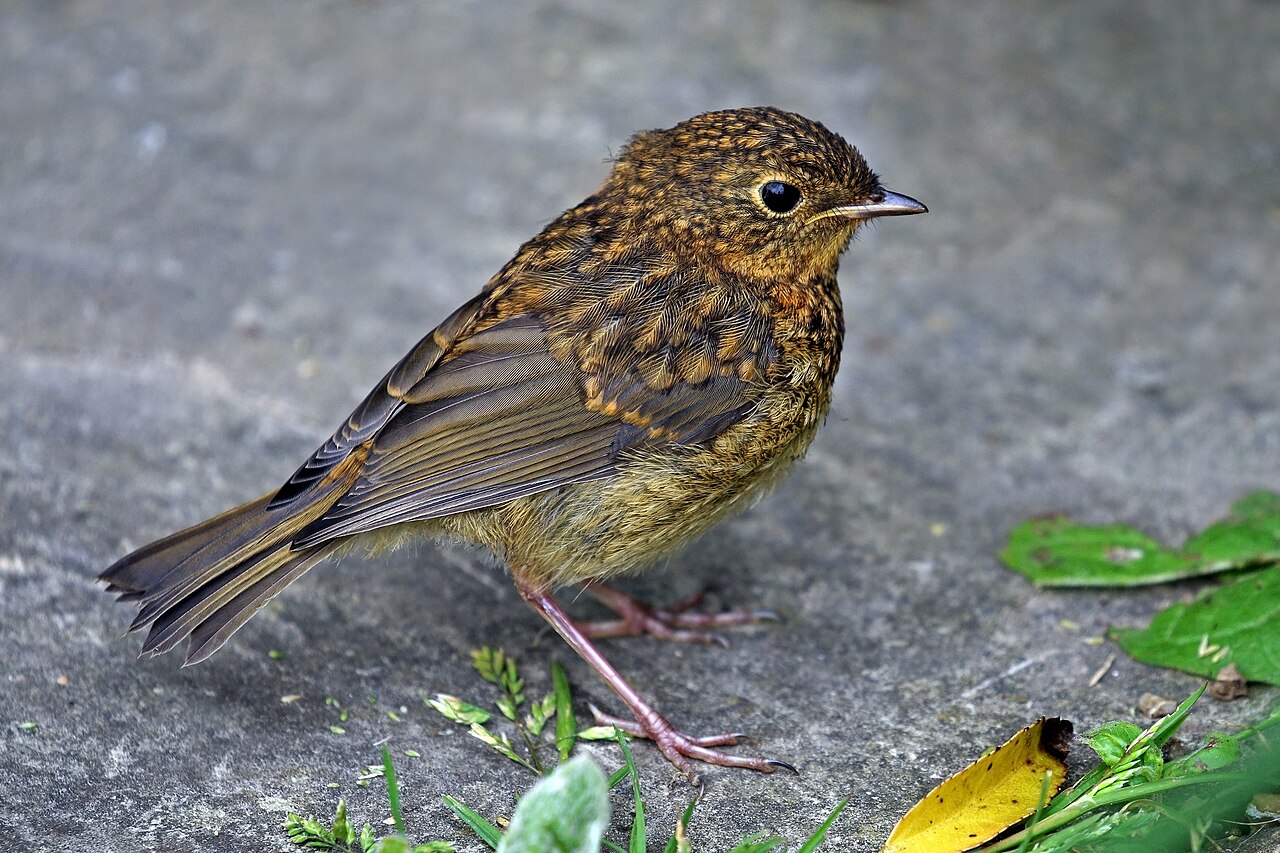 European Robin