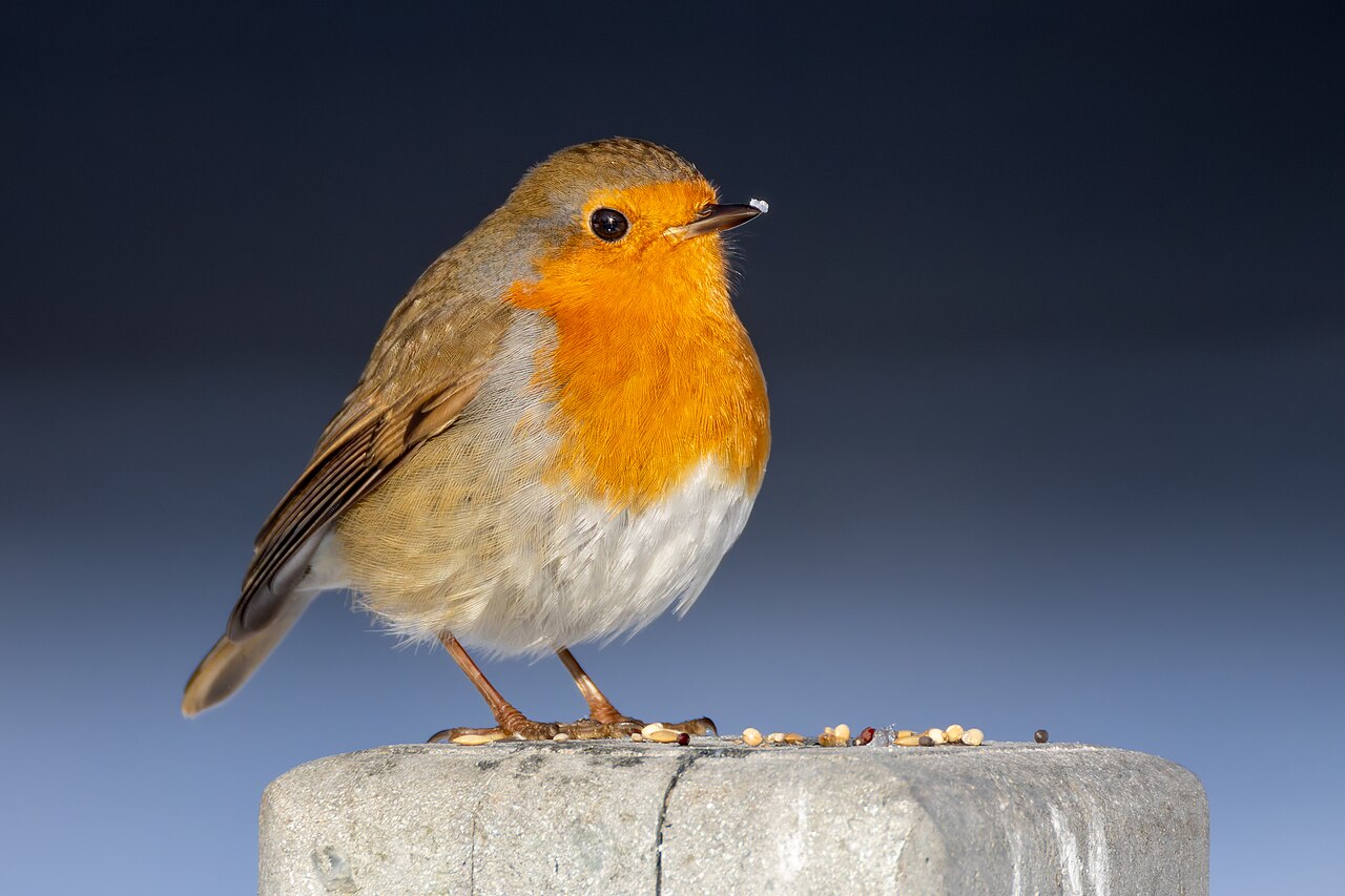 Top 15 Types Of Small Birds In Ireland (With Pictures) 2 European Robin