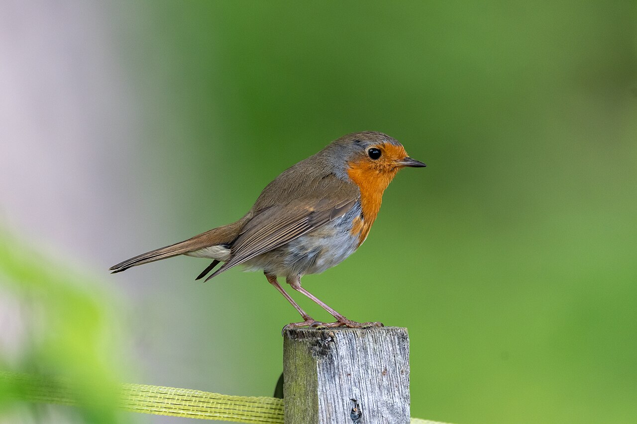 European Robin