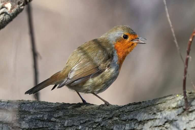 European Robin (Erithacus rubecula)