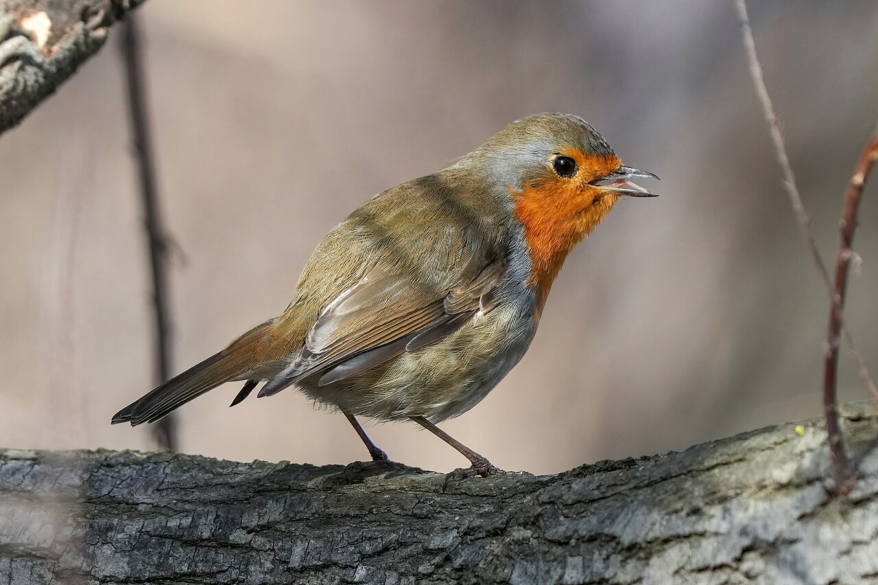 European Robin (Erithacus rubecula)