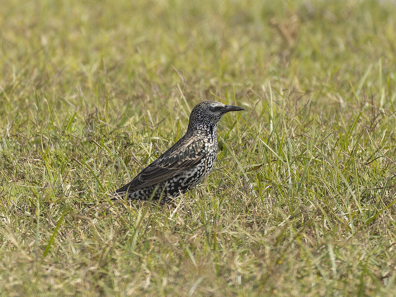 Top 15 Types Of Small Birds In Ireland (With Pictures) 6 European Starling