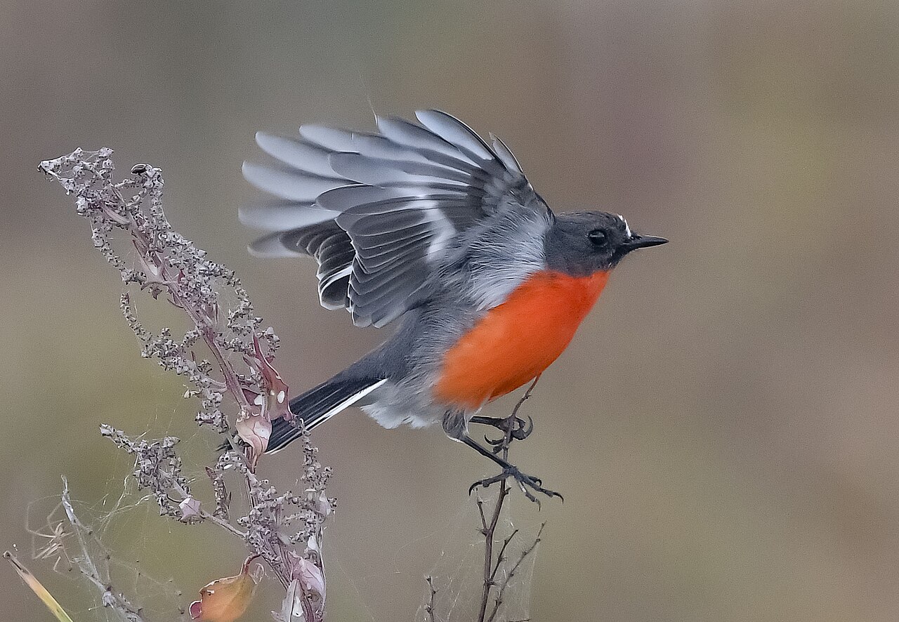 Flame Robin