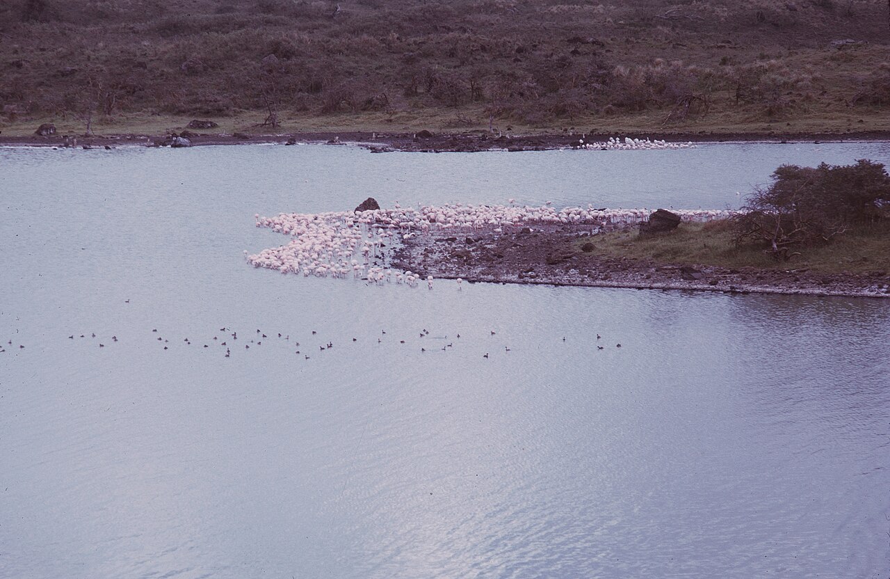 Top 15 Types Of Birds That Flock Together (With Pictures) 6 Flamingos