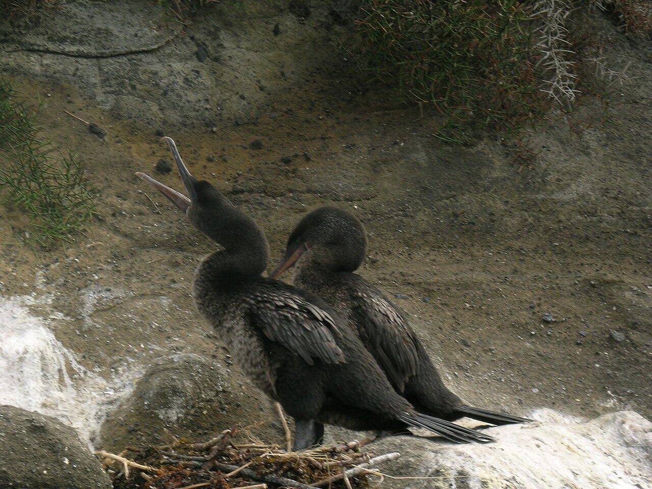 Top 15 Types Of Flightless Birds (With Pictures) 15 Flightless Cormorant