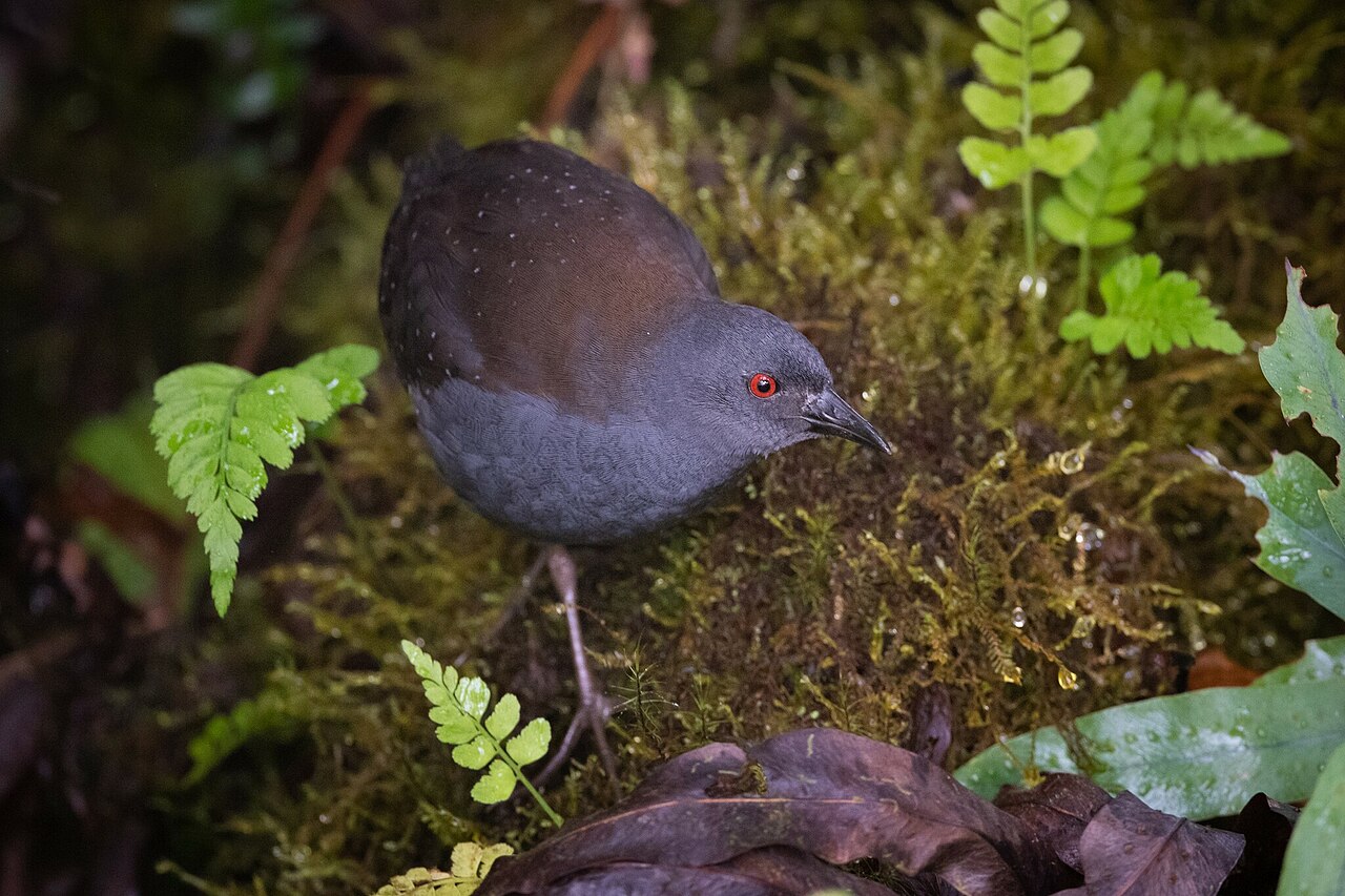 Top 15 Types Of Flightless Birds (With Pictures) 11 Galapagos Rail