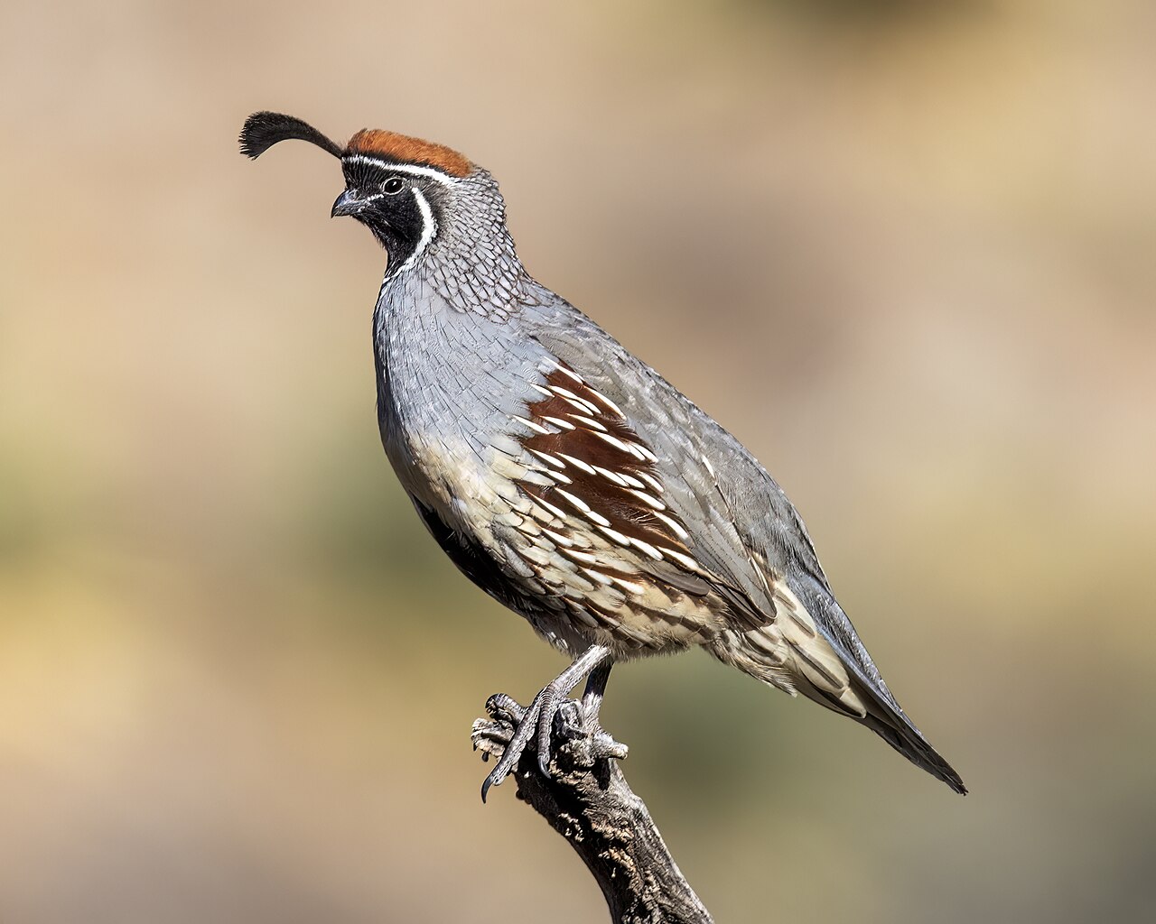Gambel's quail (Callipepla gambelii)