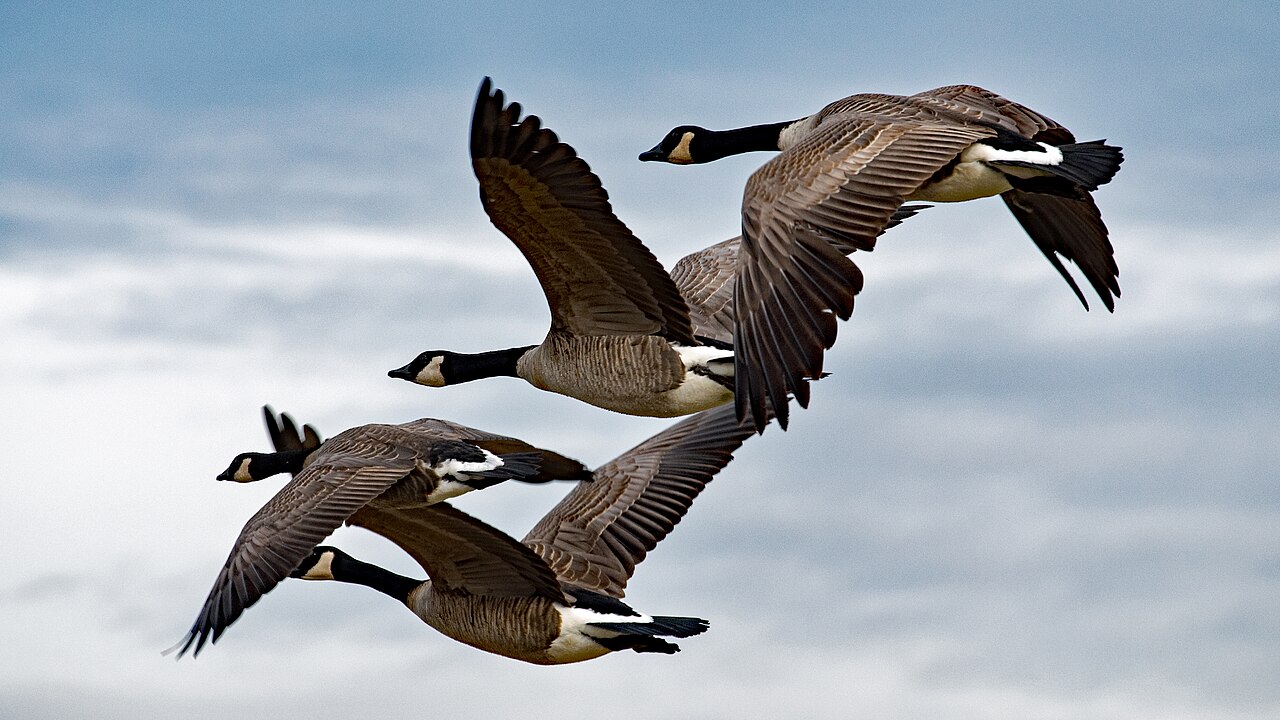 Top 15 Types Of Birds That Flock Together (With Pictures) 3 Geese