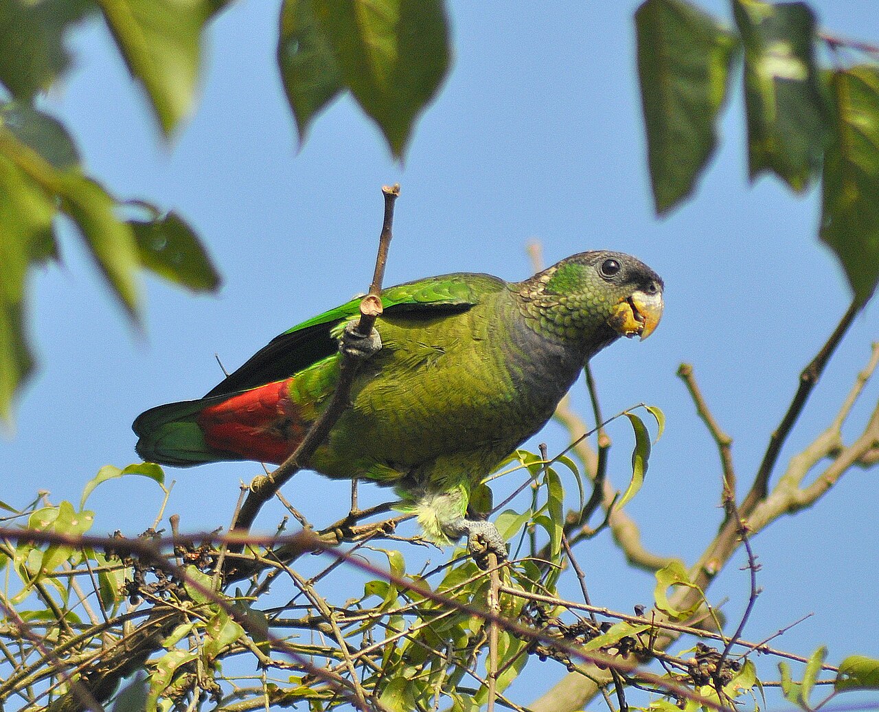Gentle Pionus Parrots