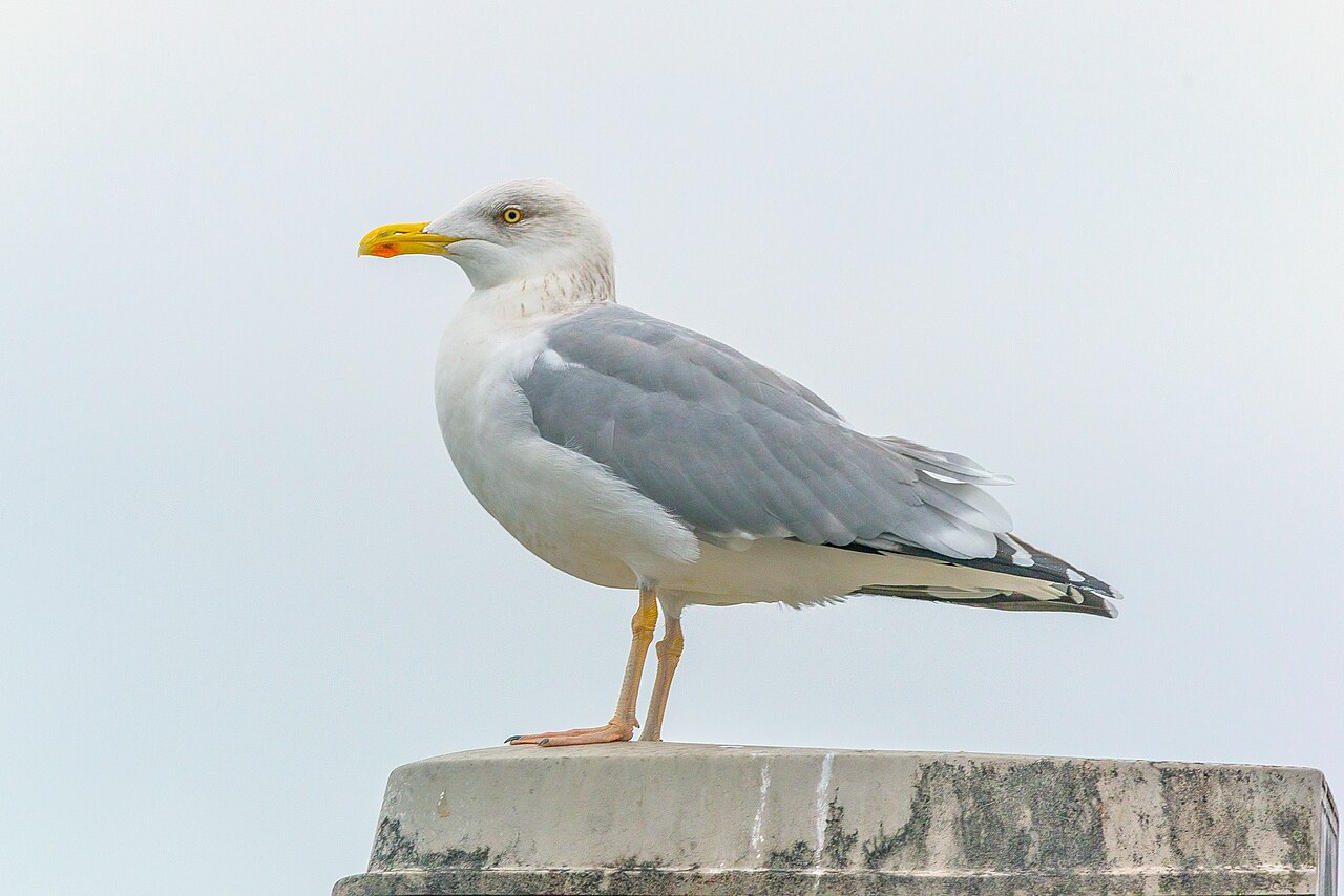 Giggling Gulls