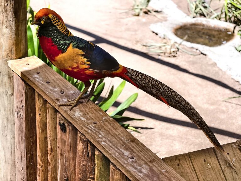 golden pheasant hero 5386