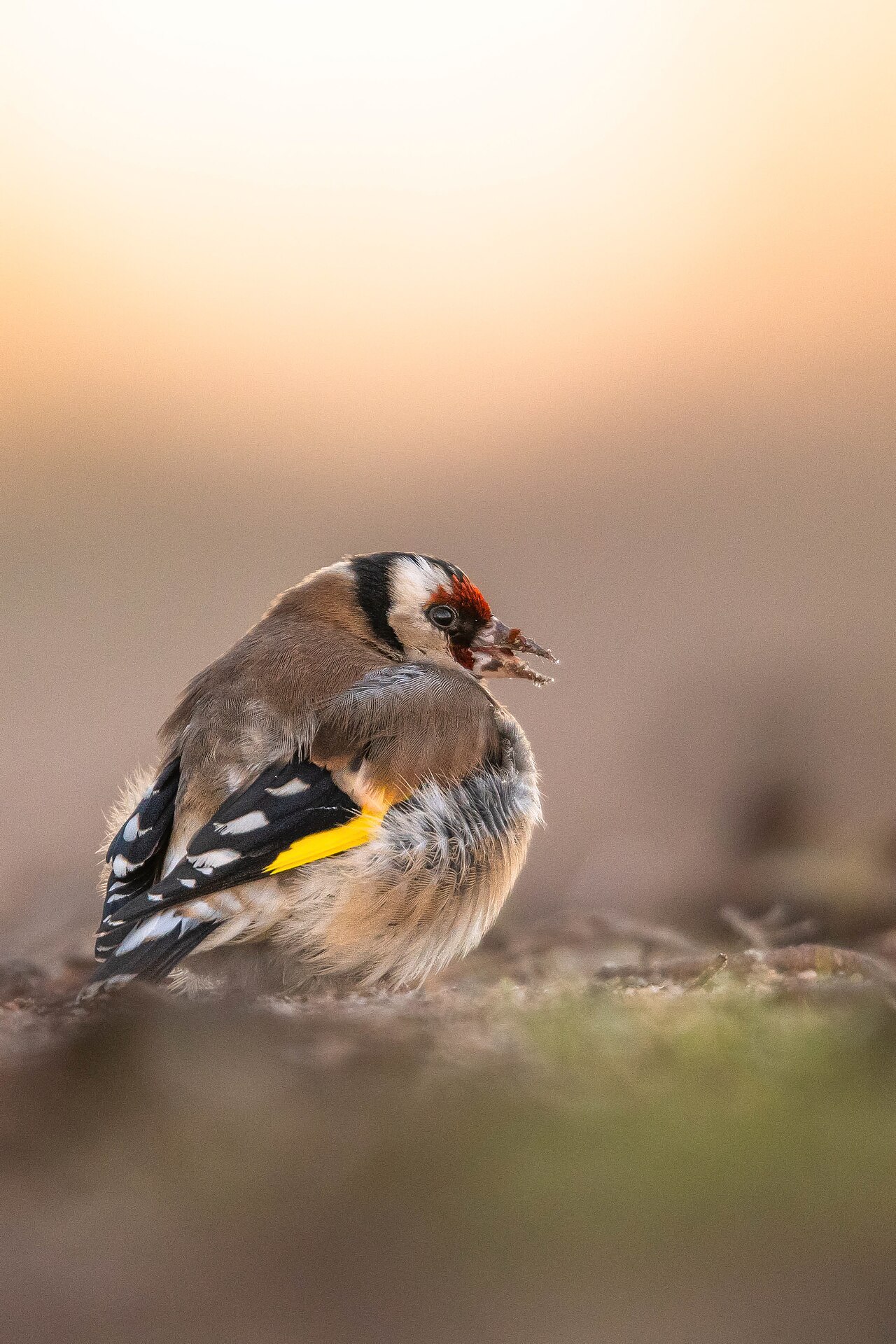 Goldfinch