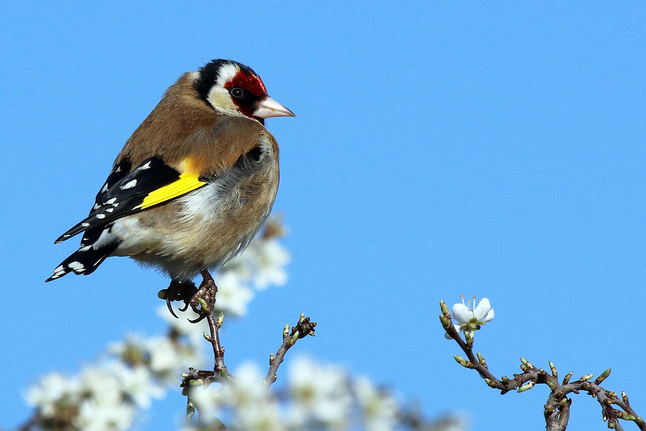 Top 15 Types Of Small Birds In Ireland (With Pictures) 9 Goldfinch