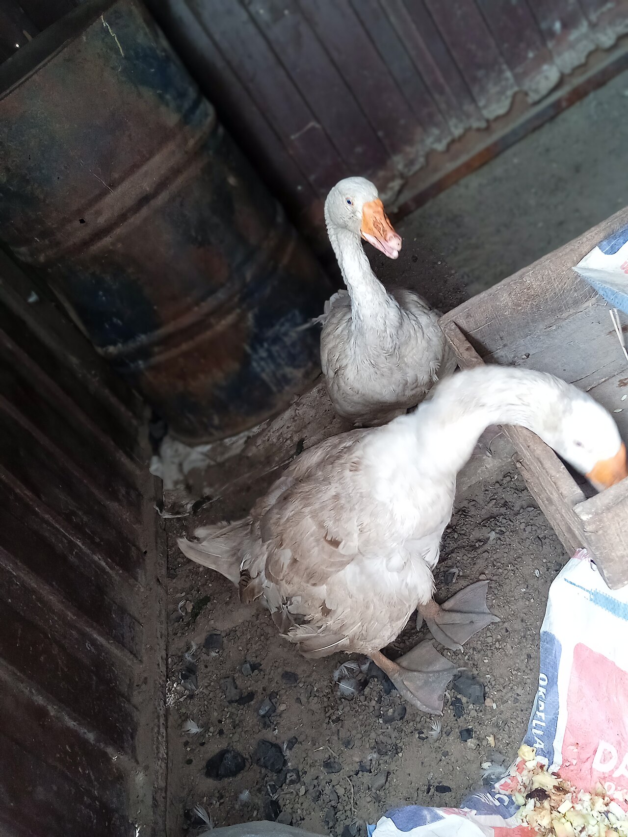 Top 15 Types Of Edible Birds (With Pictures) 3 Goose