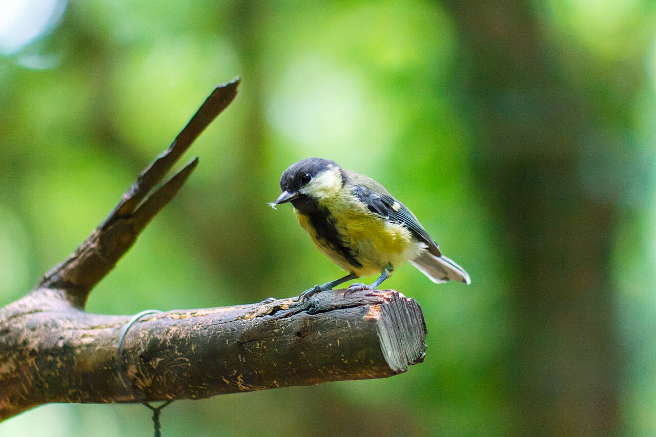 Great Tit